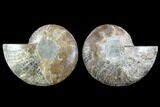 Cut & Polished Ammonite Fossil - Crystal Chambers #91150-1